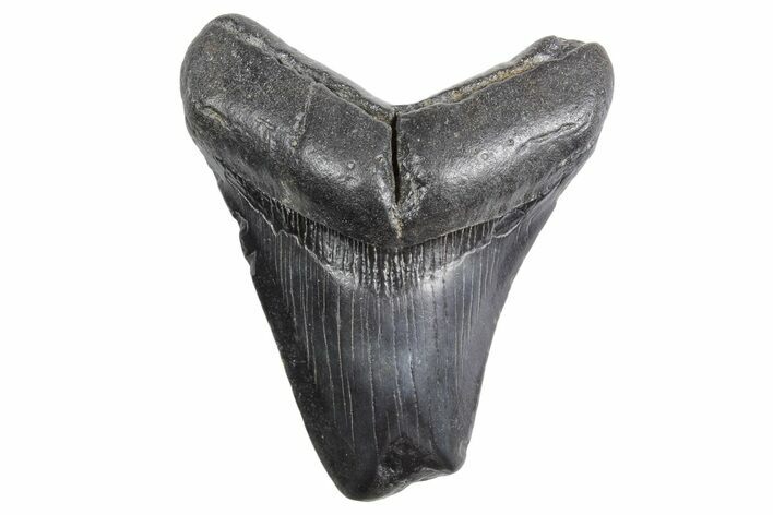 Bargain, Fossil Megalodon Tooth - South Carolina #359006